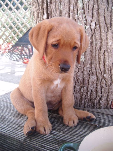 red fox lab puppy